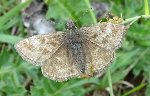 Erynnis tages